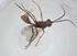  (Microctonus Malaise5640 - CBG-A36079-A09)  @11 [ ] CreativeCommons - Attribution Share - Alike (2024) Centre for Biodiversity Genomics Centre for Biodiversity Genomics