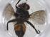  (Carcelia Janzen41 - CBG-A36444-G10)  @11 [ ] CreativeCommons - Attribution Share - Alike (2024) Centre for Biodiversity Genomics Centre for Biodiversity Genomics
