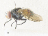  ( - CBG-A36854-B07)  @11 [ ] CreativeCommons - Attribution Share - Alike (2024) CBG Photography Group Centre for Biodiversity Genomics