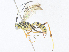  ( - CBG-A36854-E12)  @11 [ ] CreativeCommons - Attribution Share - Alike (2024) CBG Photography Group Centre for Biodiversity Genomics