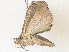  ( - CBG-A36861-A06)  @11 [ ] CreativeCommons - Attribution Share - Alike (2024) CBG Photography Group Centre for Biodiversity Genomics