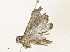  ( - CBG-A36861-G07)  @11 [ ] CreativeCommons - Attribution Share - Alike (2024) CBG Photography Group Centre for Biodiversity Genomics