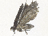  ( - CBG-A36862-C02)  @11 [ ] CreativeCommons - Attribution Share - Alike (2024) CBG Photography Group Centre for Biodiversity Genomics
