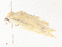  ( - CBG-A36862-F07)  @11 [ ] CreativeCommons - Attribution Share - Alike (2024) CBG Photography Group Centre for Biodiversity Genomics