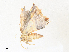  ( - CBG-A36863-A08)  @11 [ ] CreativeCommons - Attribution Share - Alike (2024) CBG Photography Group Centre for Biodiversity Genomics