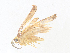  ( - CBG-A36863-A12)  @11 [ ] CreativeCommons - Attribution Share - Alike (2024) CBG Photography Group Centre for Biodiversity Genomics