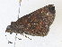  (hespJanzen01 Janzen7833 - CBG-A38546-F09)  @11 [ ] CreativeCommons - Attribution Share - Alike (2024) CBG Photography Group Centre for Biodiversity Genomics