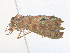  ( - CBG-A38546-G01)  @11 [ ] CreativeCommons - Attribution Share - Alike (2024) CBG Photography Group Centre for Biodiversity Genomics