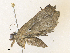  ( - CBG-A38546-H08)  @11 [ ] CreativeCommons - Attribution Share - Alike (2024) CBG Photography Group Centre for Biodiversity Genomics
