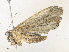  ( - CBG-A38546-H11)  @11 [ ] CreativeCommons - Attribution Share - Alike (2024) CBG Photography Group Centre for Biodiversity Genomics