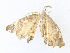  ( - CBG-A38547-B12)  @11 [ ] CreativeCommons - Attribution Share - Alike (2024) CBG Photography Group Centre for Biodiversity Genomics
