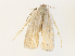  ( - CBG-A38547-E03)  @11 [ ] CreativeCommons - Attribution Share - Alike (2024) CBG Photography Group Centre for Biodiversity Genomics