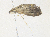  ( - CBG-A38547-F02)  @11 [ ] CreativeCommons - Attribution Share - Alike (2024) CBG Photography Group Centre for Biodiversity Genomics