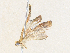  ( - CBG-A38547-H02)  @11 [ ] CreativeCommons - Attribution Share - Alike (2024) CBG Photography Group Centre for Biodiversity Genomics