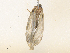  (Polypoetes Malaise5106 - CBG-A38547-H08)  @11 [ ] CreativeCommons - Attribution Share - Alike (2024) CBG Photography Group Centre for Biodiversity Genomics