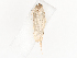  ( - CBG-A38548-A07)  @11 [ ] CreativeCommons - Attribution Share - Alike (2024) CBG Photography Group Centre for Biodiversity Genomics