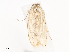  ( - CBG-A38548-B01)  @11 [ ] CreativeCommons - Attribution Share - Alike (2024) CBG Photography Group Centre for Biodiversity Genomics