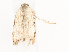  ( - CBG-A38548-B02)  @11 [ ] CreativeCommons - Attribution Share - Alike (2024) CBG Photography Group Centre for Biodiversity Genomics