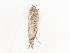 ( - CBG-A38548-B07)  @11 [ ] CreativeCommons - Attribution Share - Alike (2024) CBG Photography Group Centre for Biodiversity Genomics