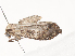  ( - CBG-A38548-C01)  @11 [ ] CreativeCommons - Attribution Share - Alike (2024) CBG Photography Group Centre for Biodiversity Genomics