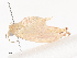  ( - CBG-A38548-C10)  @11 [ ] CreativeCommons - Attribution Share - Alike (2024) CBG Photography Group Centre for Biodiversity Genomics