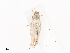  ( - CBG-A38548-D12)  @11 [ ] CreativeCommons - Attribution Share - Alike (2024) CBG Photography Group Centre for Biodiversity Genomics