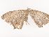  ( - CBG-A38548-F02)  @11 [ ] CreativeCommons - Attribution Share - Alike (2024) CBG Photography Group Centre for Biodiversity Genomics