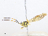  ( - CBG-A06261-F06)  @11 [ ] CreativeCommons - Attribution Share - Alike (2023) CBG Photography Group Centre for Biodiversity Genomics