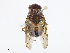  ( - CBG-A06261-G05)  @11 [ ] CreativeCommons - Attribution Share - Alike (2023) CBG Photography Group Centre for Biodiversity Genomics