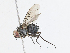  ( - CBG-A06276-C01)  @11 [ ] CreativeCommons - Attribution Share - Alike (2023) CBG Photography Group Centre for Biodiversity Genomics