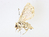 ( - CBG-A06276-F11)  @11 [ ] CreativeCommons - Attribution Share - Alike (2023) CBG Photography Group Centre for Biodiversity Genomics