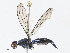  ( - CBG-A06277-B10)  @11 [ ] CreativeCommons - Attribution Share - Alike (2023) CBG Photography Group Centre for Biodiversity Genomics