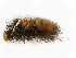  ( - CBG-A06277-H08)  @11 [ ] CreativeCommons - Attribution Share - Alike (2023) CBG Photography Group Centre for Biodiversity Genomics
