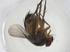  (Siphona Malaise1633 - CBG-A08489-A02)  @11 [ ] CreativeCommons - Attribution Share - Alike (2023) Centre for Biodiversity Genomics Centre for Biodiversity Genomics