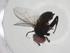  (Phasia Malaise4279 - CBG-A08491-G09)  @11 [ ] CreativeCommons - Attribution Share - Alike (2023) Centre for Biodiversity Genomics Centre for Biodiversity Genomics