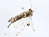  (Opisthoxia Malaise7170 - CBG-A08718-B04)  @11 [ ] CreativeCommons - Attribution Share - Alike (2023) CBG Photography Group Centre for Biodiversity Genomics