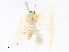  ( - CBG-A08718-D11)  @11 [ ] CreativeCommons - Attribution Share - Alike (2023) CBG Photography Group Centre for Biodiversity Genomics