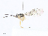  ( - CBG-A08723-C08)  @11 [ ] CreativeCommons - Attribution Share - Alike (2023) CBG Photography Group Centre for Biodiversity Genomics