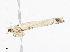  ( - CBG-A08724-B03)  @11 [ ] CreativeCommons - Attribution Share - Alike (2023) CBG Photography Group Centre for Biodiversity Genomics