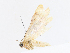 (Eois BioLep566 - CBG-A08724-E02)  @11 [ ] CreativeCommons - Attribution Share - Alike (2023) CBG Photography Group Centre for Biodiversity Genomics