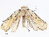  ( - CBG-A08739-H03)  @11 [ ] CreativeCommons - Attribution Share-Alike (2023) CBG Photography Group Centre for Biodiversity Genomics