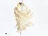  ( - CBG-A08740-B06)  @11 [ ] CreativeCommons - Attribution Share - Alike (2023) CBG Photography Group Centre for Biodiversity Genomics