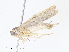  (Antaeotricha Malaiise8432 - CBG-A08740-D09)  @11 [ ] CreativeCommons - Attribution Share - Alike (2023) CBG Photography Group Centre for Biodiversity Genomics