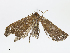  (Aristaria Malaise8680 - CBG-A08741-D06)  @11 [ ] CreativeCommons - Attribution Share - Alike (2023) CBG Photography Group Centre for Biodiversity Genomics