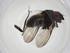  (Chaetostigmoptera Malaise3745 - CBG-A09005-H05)  @11 [ ] CreativeCommons - Attribution Share - Alike (2023) Centre for Biodiversity Genomics Centre for Biodiversity Genomics