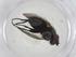  (Phytomyptera Malaise9416 - CBG-A09033-D05)  @11 [ ] CreativeCommons - Attribution Share - Alike (2023) Centre for Biodiversity Genomics Centre for Biodiversity Genomics