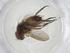  (Siphona Malaise3313 - CBG-A09045-H03)  @11 [ ] CreativeCommons - Attribution Share - Alike (2023) Centre for Biodiversity Genomics Centre for Biodiversity Genomics