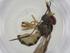  (Toxomerus pallipes - CBG-A10596-D11)  @11 [ ] CreativeCommons - Attribution Share - Alike (2023) Centre for Biodiversity Genomics Centre for Biodiversity Genomics