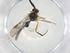  (Microctonus Malaise7659 - CBG-A10600-G07)  @11 [ ] CreativeCommons - Attribution Share - Alike (2023) Centre for Biodiversity Genomics Centre for Biodiversity Genomics