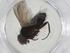  (Eulasiona malaise8882 - CBG-A10629-F06)  @11 [ ] CreativeCommons - Attribution Share - Alike (2023) Centre for Biodiversity Genomics Centre for Biodiversity Genomics
